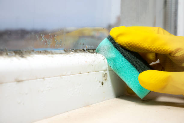 Best Black Mold Removal  in Benton, IL